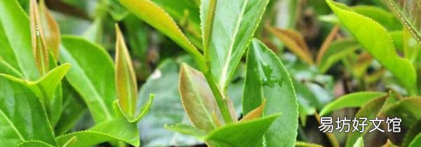 四季春是绿茶还是红茶