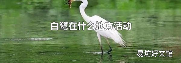 白鹭在什么地方活动