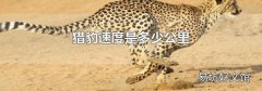 猎豹速度是多少公里