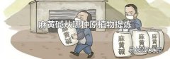 麻黄碱从哪种原植物提炼