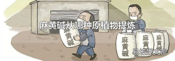麻黄碱从哪种原植物提炼