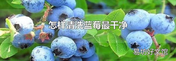 怎樣清洗藍(lán)莓最干凈