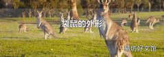 袋鼠的外形