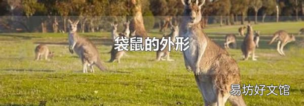 袋鼠的外形