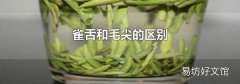 雀舌和毛尖的区别