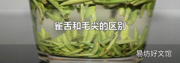 雀舌和毛尖的区别