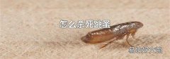怎么杀死跳蚤
