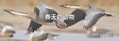 春天的动物
