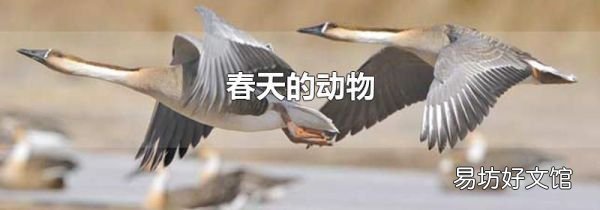 春天的动物