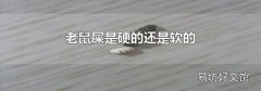 老鼠屎是硬的还是软的