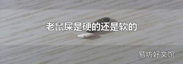 老鼠屎是硬的还是软的
