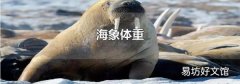 海象体重