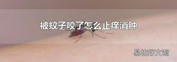 被蚊子咬了怎么止痒消肿