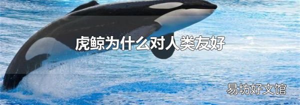 虎鲸为什么对人类友好