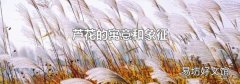 芦花的寓意和象征