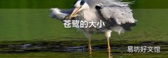 苍鹭的大小