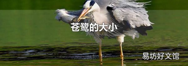 蒼鷺的大小