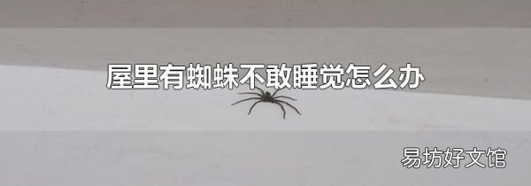 屋里有蜘蛛不敢睡觉怎么办