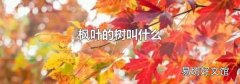 枫叶的树叫什么