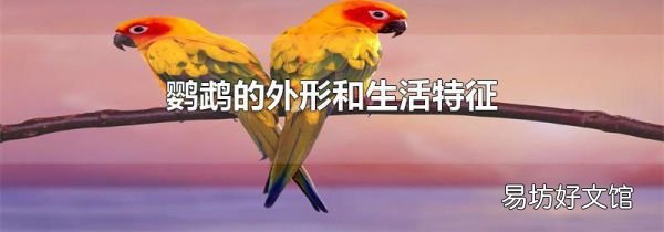 鹦鹉的外形和生活特征