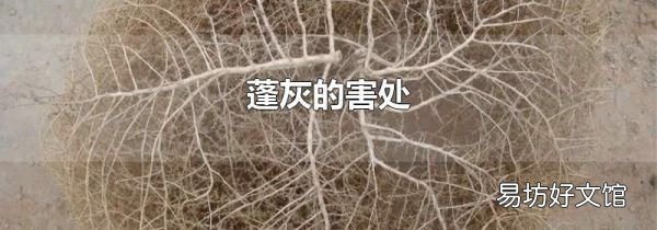 蓬灰的害处