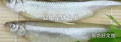 公鱼是什么鱼