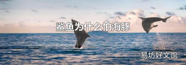 鲨鱼为什么怕海豚