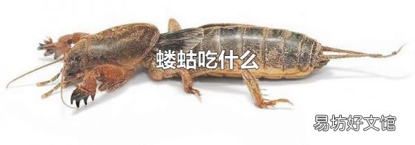 蝼蛄吃什么