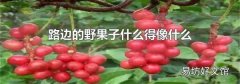 路边的野果子什么得像什么