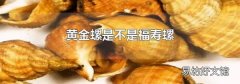 黄金螺是不是福寿螺