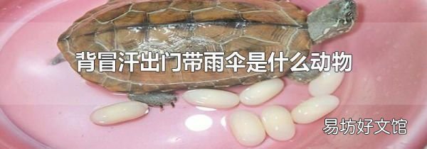 背冒汗出门带雨伞是什么动物