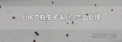 厨房总有虫子满厨爬怎么处理