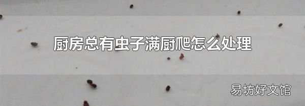 廚房總有蟲子滿廚爬怎么處理