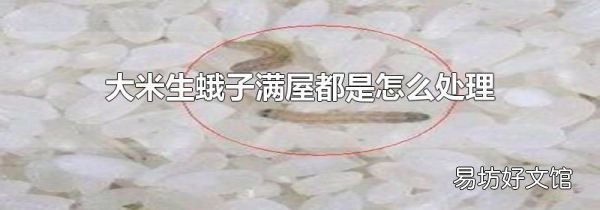大米生蛾子满屋都是怎么处理