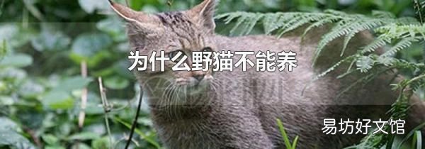 为什么野猫不能养