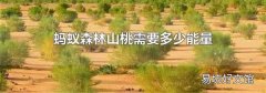 蚂蚁森林山桃需要多少能量