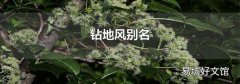 钻地风别名