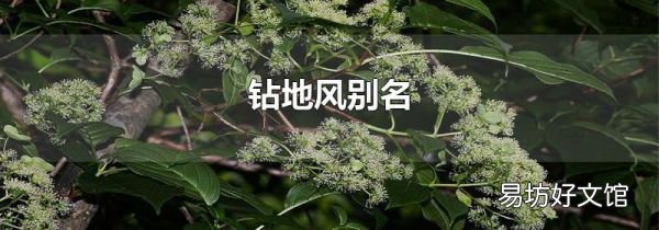 钻地风别名