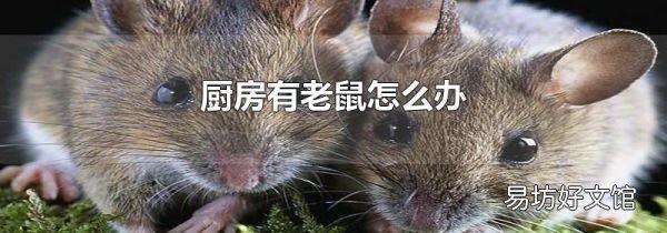 厨房有老鼠怎么办