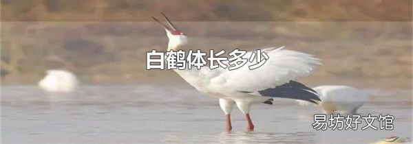 白鶴體長多少
