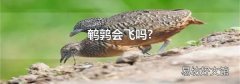 鹌鹑会飞吗?