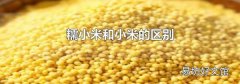 糯小米和小米的区别
