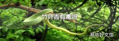 竹叶青有毒吗