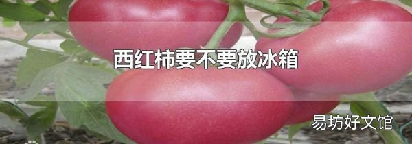 西紅柿要不要放冰箱