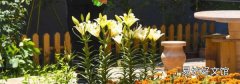 自来水能浇花吗
