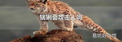猞猁会攻击人吗