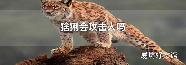 猞猁会攻击人吗
