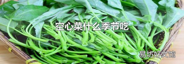 空心菜什么季节吃