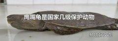 鹰嘴龟是国家几级保护动物