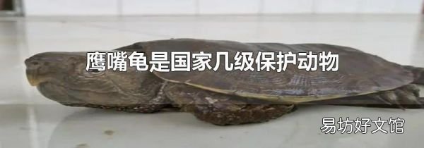 鷹嘴龜是國家?guī)准壉Ｗo(hù)動物